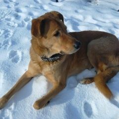 Подробнее об объявлении «Найдена собака кобель Москва» Фото: найдена собака  «Найдена собака кобель Москва» в г. Москва