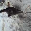 Подробнее об объявлении «Найден кот в автозаводском районе Нижний Новгород» Фото: найдена кошка  «Найден кот в автозаводском районе Нижний Новгород» в г. Нижний Новгород