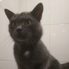 Подробнее об объявлении «Тюмень Найден кот.» Фото: найдена кошка  «Тюмень Найден кот.» в г. Тюмень