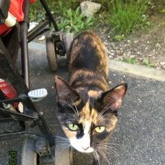 Подробнее об объявлении «Москва Найдена кошка» Фото: найдена кошка  «Москва Найдена кошка» в г. Москва