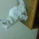 Подробнее об объявлении «Москва Найдена кошка» Фото: найдена кошка  «Москва Найдена кошка» в г. Москва