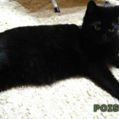 Подробнее об объявлении «Найдена кошка черная Ростов-на-Дону» Фото: найдена кошка  «Найдена кошка черная Ростов-на-Дону» в г. Ростов-на-Дону