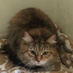 Подробнее об объявлении «Москва Найдена кошка митино» Фото: найдена кошка  «Москва Найдена кошка митино» в г. Москва
