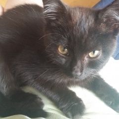 Подробнее об объявлении «Москва Найден котёнок в поселке северный» Фото: найдена кошка  «Москва Найден котёнок в поселке северный» в г. Москва