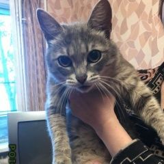 Подробнее об объявлении «Москва Найдена кошка» Фото: найдена кошка  «Москва Найдена кошка» в г. Москва