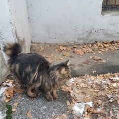 Подробнее об объявлении «Найден кот порода бобтейл Мытищи» Фото: найдена кошка Бобтейл «Найден кот порода бобтейл Мытищи» в г. Мытищи