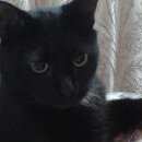 Подробнее об объявлении «Москва Найдена кошка черная кошка в куркино» Фото: найдена кошка  «Москва Найдена кошка черная кошка в куркино» в г. Москва