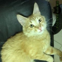 Подробнее об объявлении «Найдена кошка рыжая девочка Балашиха» Фото: найдена кошка  «Найдена кошка рыжая девочка Балашиха» в г. Балашиха