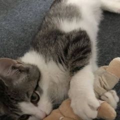 Подробнее об объявлении «Новосибирск Найден кот потеряшка в районе ул.восход» Фото: найдена кошка  «Новосибирск Найден кот потеряшка в районе...» в г. Новосибирск