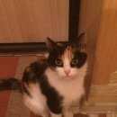 Подробнее об объявлении «Найдена кошка Оренбург» Фото: найдена кошка  «Найдена кошка Оренбург» в г. Оренбург