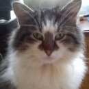 Подробнее об объявлении «Курск Найден кот» Фото: найдена кошка  «Курск Найден кот» в г. Курск