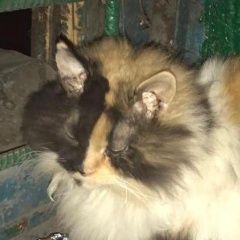 Подробнее об объявлении «Москва Найдена кошка трехцветная очень пушистая» Фото: найдена кошка  «Москва Найдена кошка трехцветная очень пушистая» в г. Москва