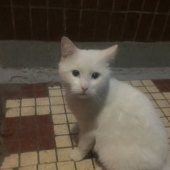 Подробнее об объявлении «Москва Найден котик белого цвета» Фото: найдена кошка  «Москва Найден котик белого цвета» в г. Москва
