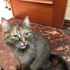 Подробнее об объявлении «Москва Найдена кошка молодая год или,.» Фото: найдена кошка  «Москва Найдена кошка молодая год или,.» в г. Москва