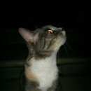 Подробнее об объявлении «Мытищи Найдена кошка» Фото: найдена кошка  «Мытищи Найдена кошка» в г. Мытищи