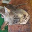 Подробнее об объявлении «Ставрополь Найден кот» Фото: найдена кошка Сфинкс «Ставрополь Найден кот» в г. Ставрополь