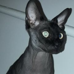 Подробнее об объявлении «Краснодар Найден кот возможно подбросили» Фото: найдена кошка Сфинкс «Краснодар Найден кот возможно подбросили» в г. Краснодар