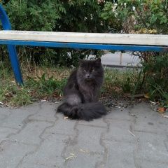 Картинка найдена кошка В городе Мытищи нашелся котик. Мытищи