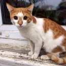 Подробнее об объявлении «Найден кот бело-рыжий молодой Оренбург» Фото: найдена кошка  «Найден кот бело-рыжий молодой Оренбург» в г. Оренбург