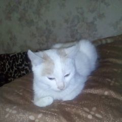 Подробнее об объявлении «Ставрополь Найден котёнок» Фото: найдена кошка  «Ставрополь Найден котёнок» в г. Ставрополь