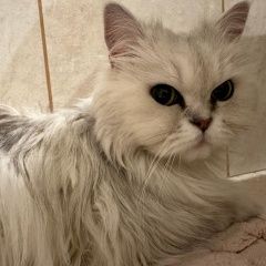 Подробнее об объявлении «Найдена кошка персидская белого цвета Котельники» Фото: найдена кошка Персидская кошка «Найдена кошка персидская белого цвета Котельники» в г. Котельники