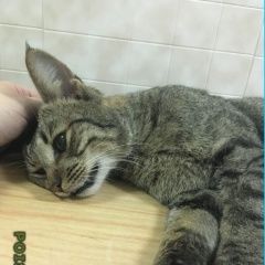 Подробнее об объявлении «Москва Найден кот» Фото: найдена кошка Европейская короткошерстная «Москва Найден кот» в г. Москва