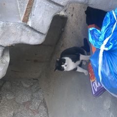 Подробнее об объявлении «Найден кот черно белый кот Санкт-Петербург» Фото: найдена кошка  «Найден кот черно белый кот Санкт-Петербург» в г. Санкт-Петербург