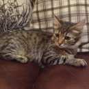 Подробнее об объявлении «Химки Найдена кошка молодая» Фото: найдена кошка  «Химки Найдена кошка молодая» в г. Химки