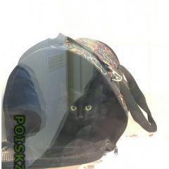 Подробнее об объявлении «Москва Найдена кошка, чёрная» Фото: найдена кошка  «Москва Найдена кошка, чёрная» в г. Москва