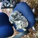 Подробнее об объявлении «Москва Найден кот серый полосатый старше 1 года» Фото: найдена кошка  «Москва Найден кот серый полосатый старше 1 года» в г. Москва