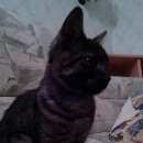 Подробнее об объявлении «Новоуральск (Свердловская обл.) Найден кот» Фото: найдена кошка  «Новоуральск (Свердловская обл.) Найден кот» в г. Новоуральск (Свердловская обл.)