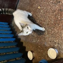 Подробнее об объявлении «Найдена кошка молодая, очень контактная, ласковая Санкт-Петербург» Фото: найдена кошка  «Найдена кошка молодая, очень контактная,...» в г. Санкт-Петербург