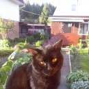 Подробнее об объявлении «Найден кот с. рогачёво снт победа Дмитров» Фото: найдена кошка  «Найден кот с. рогачёво снт победа Дмитров» в г. Дмитров