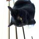 Подробнее об объявлении «Москва Найдена кошка» Фото: найдена кошка  «Москва Найдена кошка» в г. Москва