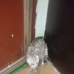 Подробнее об объявлении «Найдена кошка Оренбург» Фото: найдена кошка  «Найдена кошка Оренбург» в г. Оренбург