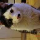 Подробнее об объявлении «Найден кот молодой, черно-белый Реутов» Фото: найдена кошка  «Найден кот молодой, черно-белый Реутов» в г. Реутов