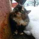 Подробнее об объявлении «Химки Найдена кошка трехцветная пушистая кошка/кот» Фото: найдена кошка  «Химки Найдена кошка трехцветная пушистая кошка/кот» в г. Химки