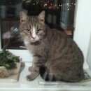 Подробнее об объявлении «Найден кот Орехово-Зуево» Фото: найдена кошка  «Найден кот Орехово-Зуево» в г. Орехово-Зуево