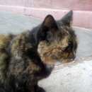 Подробнее об объявлении «Москва Найдена кошка или кот» Фото: найдена кошка  «Москва Найдена кошка или кот» в г. Москва