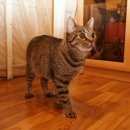 Подробнее об объявлении «Москва Найдена кошка» Фото: найдена кошка  «Москва Найдена кошка» в г. Москва