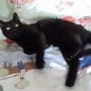 Подробнее об объявлении «Москва Найден кот головинский район» Фото: найдена кошка  «Москва Найден кот головинский район» в г. Москва