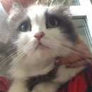 Подробнее об объявлении «Москва Найдена кошка южное бутово» Фото: найдена кошка  «Москва Найдена кошка южное бутово» в г. Москва