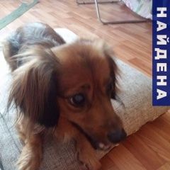 Подробнее об объявлении «Найдена собака Псков» Фото: найдена собака Такса «Найдена собака Псков» в г. Псков