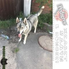 Подробнее об объявлении «Найдена собака кобель Жуковский» Фото: найдена собака  «Найдена собака кобель Жуковский» в г. Жуковский