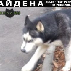 Подробнее об объявлении «Найдена собака хаски, девочка Сходня» Фото: найдена собака Сибирская хаски «Найдена собака хаски, девочка Сходня» в г. Сходня
