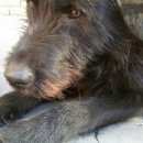 Подробнее об объявлении «Найдена собака кобель добрый большой друг Нижний Новгород» Фото: найдена собака  «Найдена собака кобель добрый большой друг...» в г. Нижний Новгород