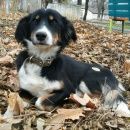 Подробнее об объявлении «Лермонтов Найдена собака щенок бордер колли» Фото: найдена собака Бордер колли «Лермонтов Найдена собака щенок бордер колли» в г. Лермонтов
