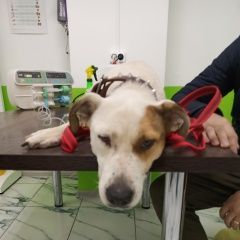 Подробнее об объявлении «Найдена собака ищу хозяина Новороссийск» Фото: найдена собака Американский стаффордширский терьер «Найдена собака ищу хозяина Новороссийск» в г. Новороссийск