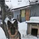 Подробнее об объявлении «Найдена собака молодая немка Дмитров» Фото: найдена собака Немецкая овчарка «Найдена собака молодая немка Дмитров» в г. Дмитров