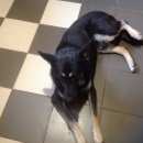 Подробнее об объявлении «Михнево Найдена собака кобель» Фото: найдена собака Восточно-европейская овчарка «Михнево Найдена собака кобель» в г. Михнево